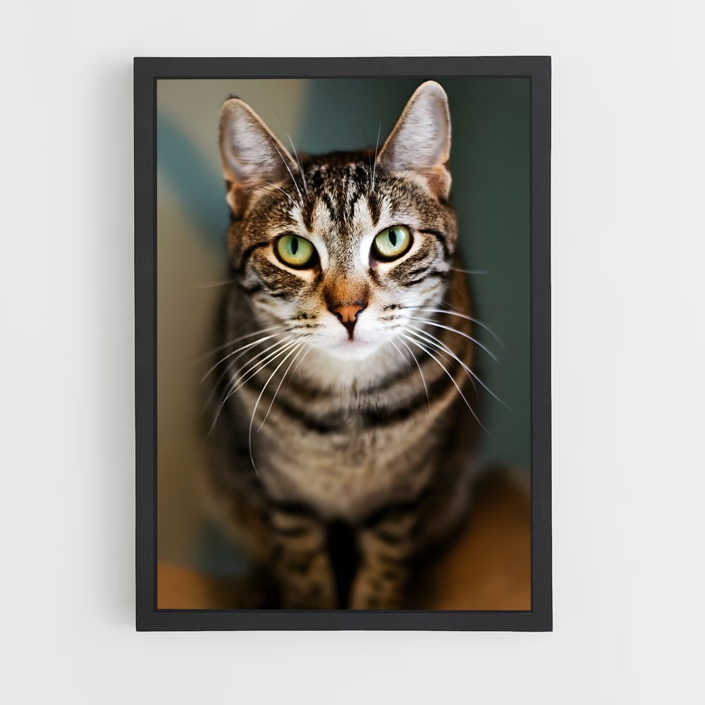 ap-american shorthair-5 cadre Noir