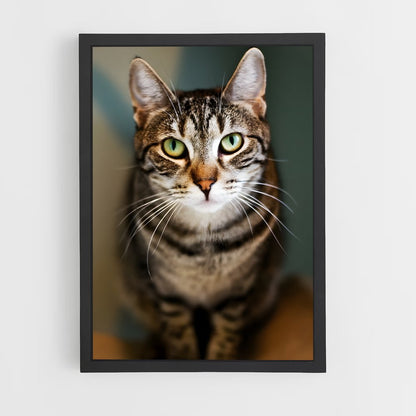 ap-american shorthair-5 cadre Noir