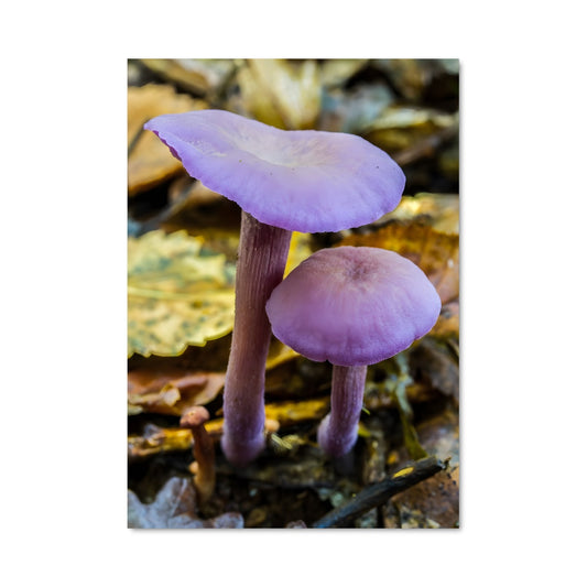 Poster Amethyst deceiver 94176