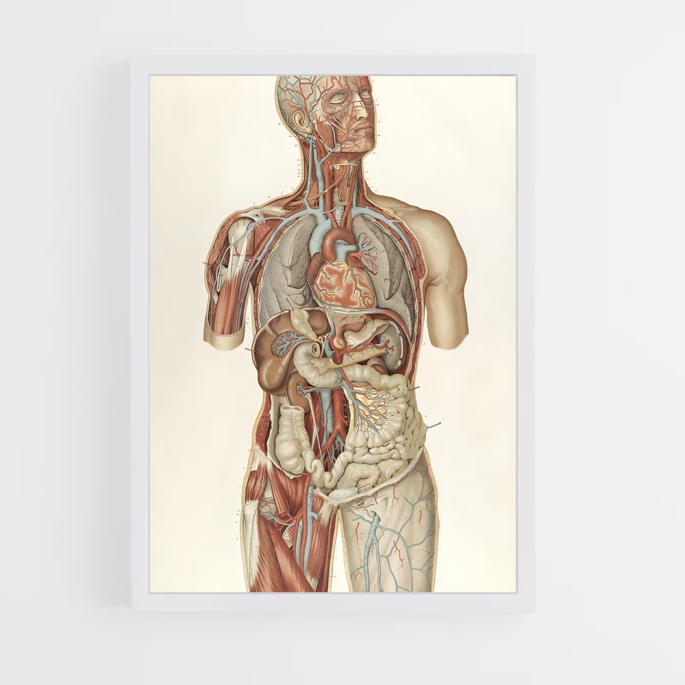ap-anatomy-2 cadre Blanc