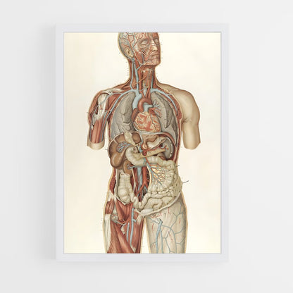ap-anatomy-2 cadre Blanc
