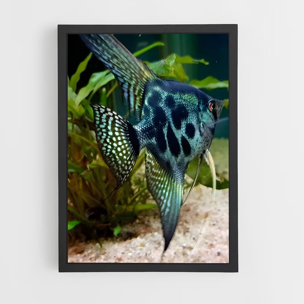 ap-angelfish-1 cadre Noir