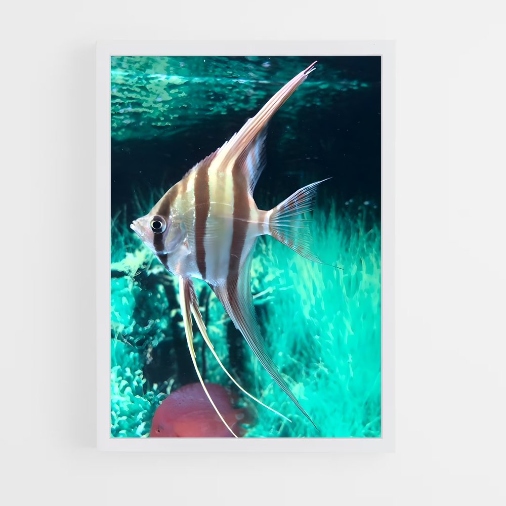 ap-angelfish-2 cadre Blanc