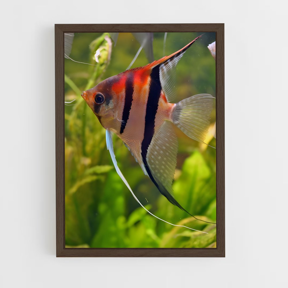ap-angelfish-7 cadre Bois foncé