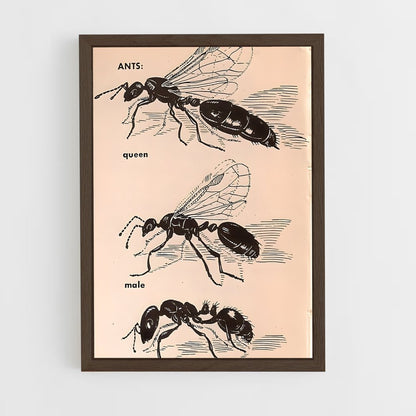 ap-ant-2 cadre Bois foncé