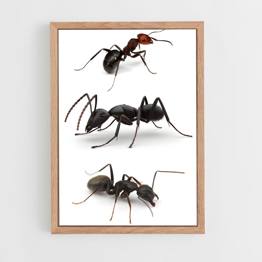 ap-ant-3 cadre Bois clair