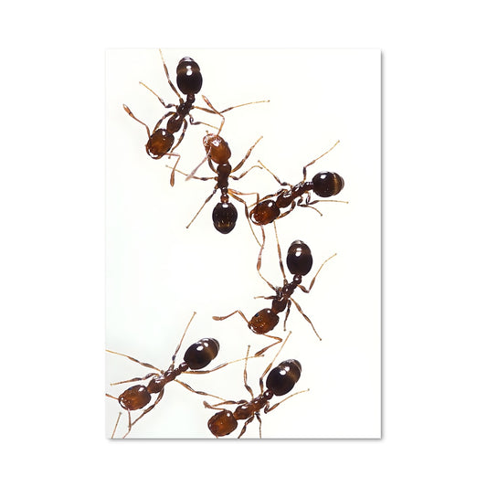 Poster Fourmis en Cuisine