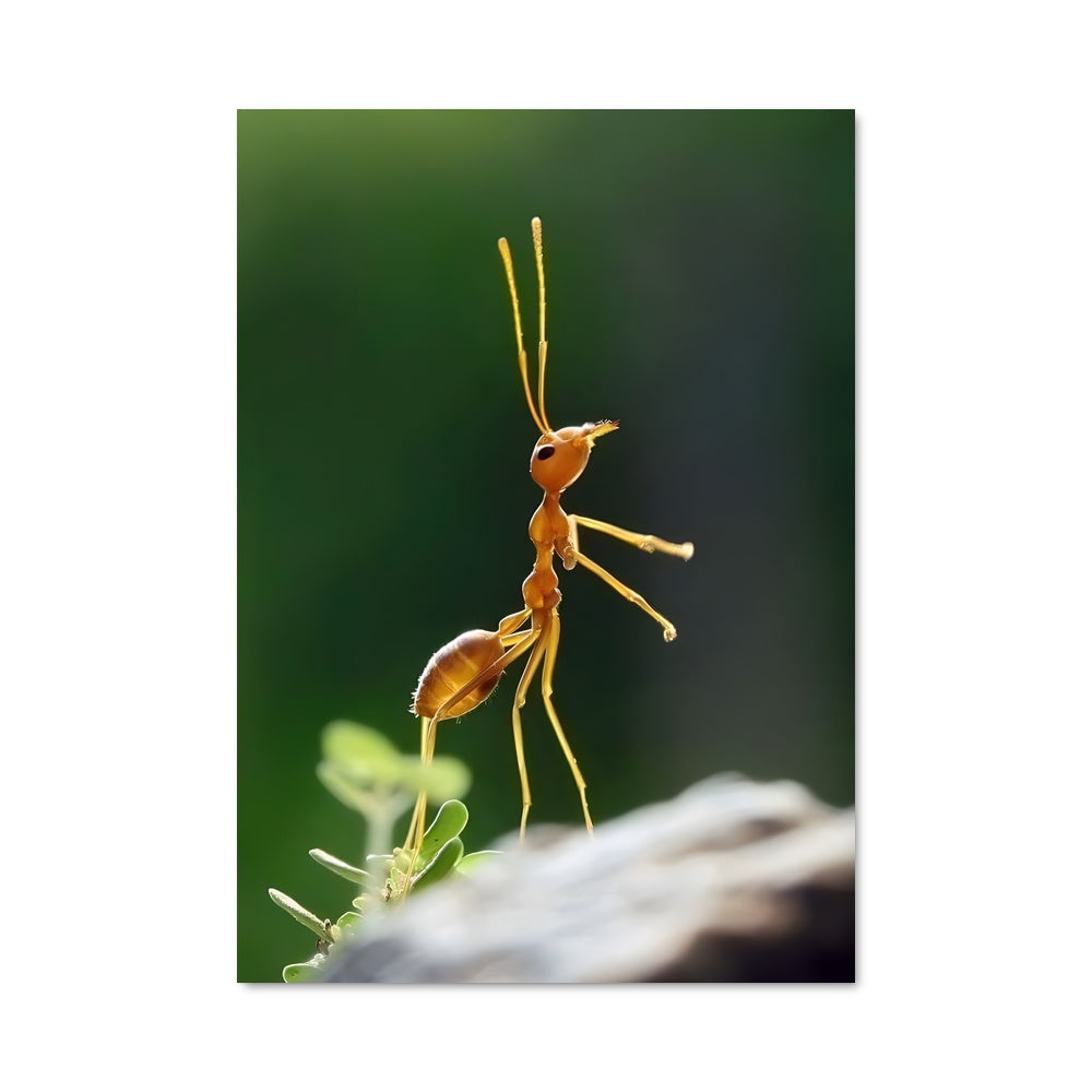 Poster La Petite Fourmi