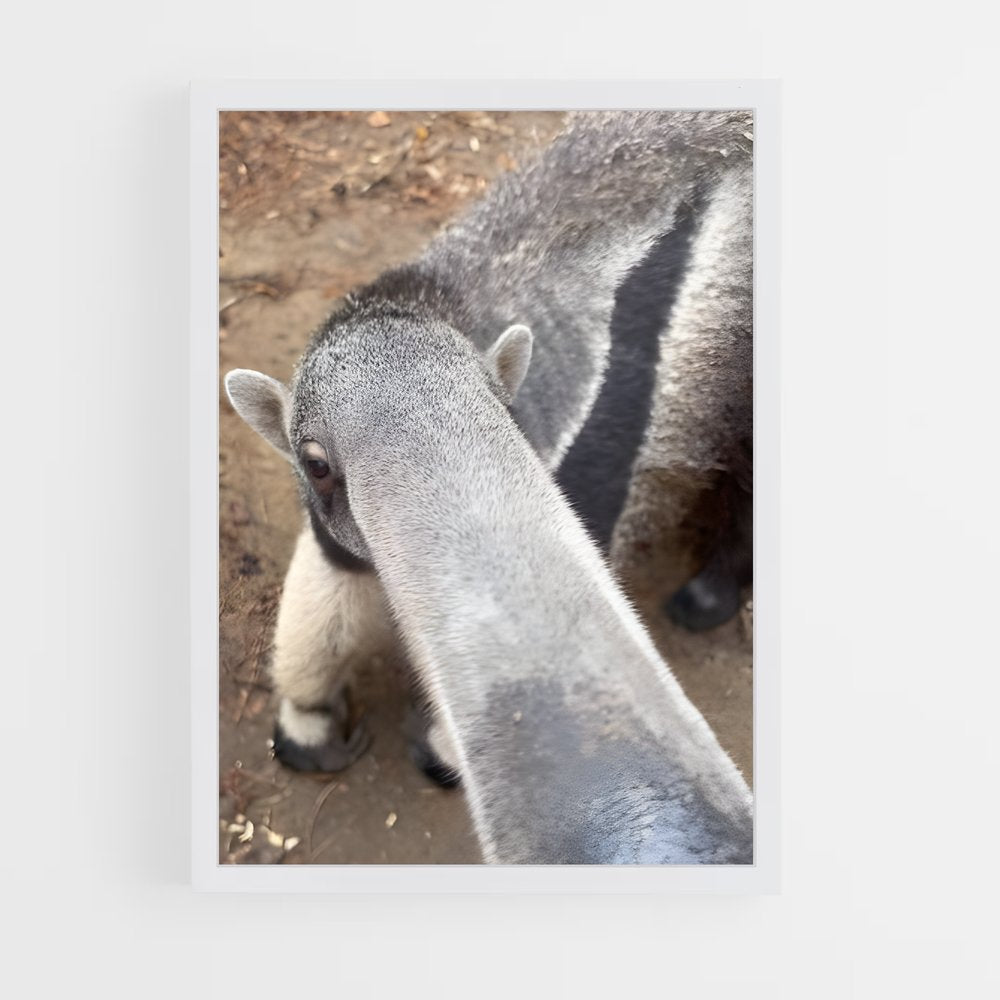 ap-anteater-5 cadre Blanc
