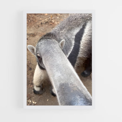 ap-anteater-5 cadre Blanc