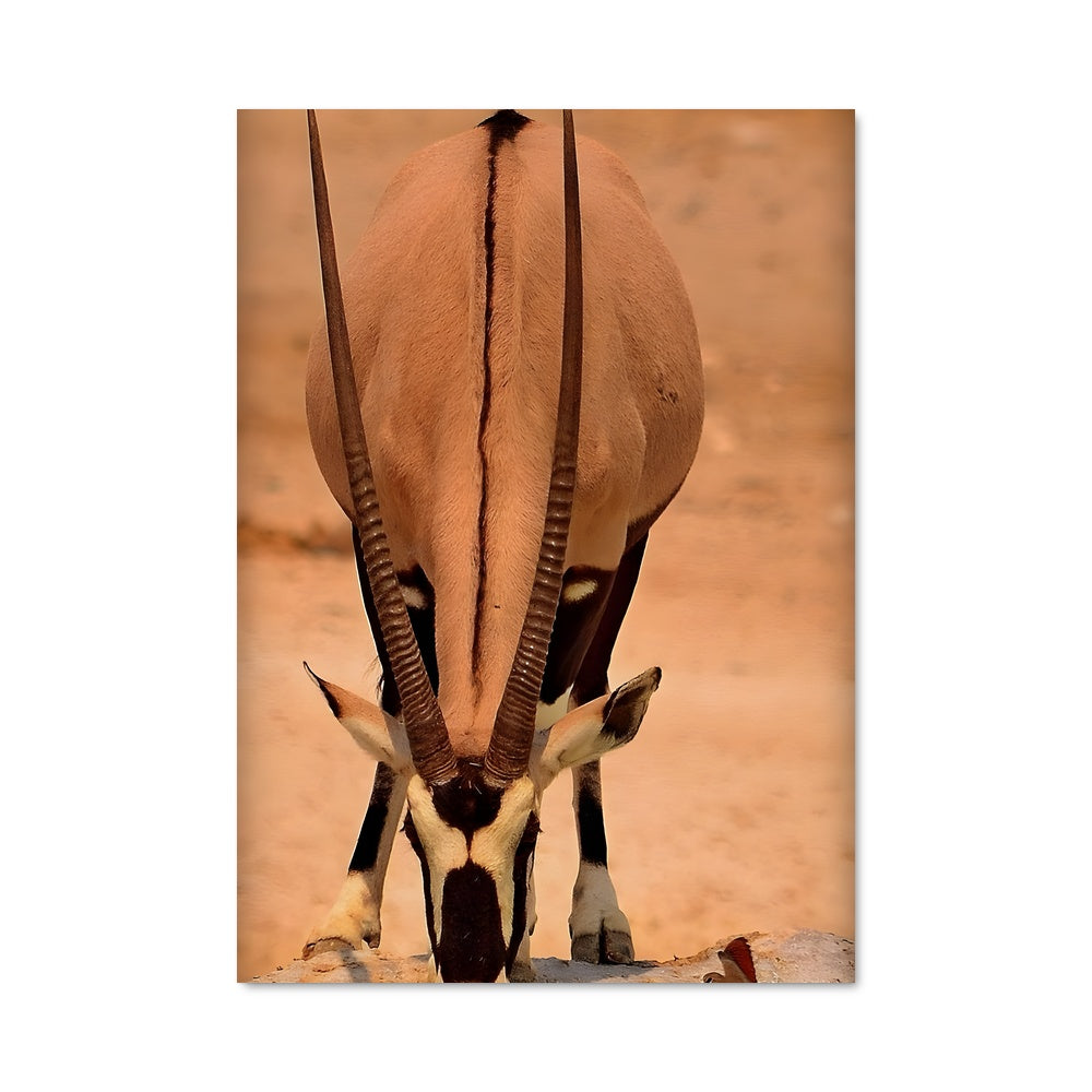 Poster Antelope Spirit