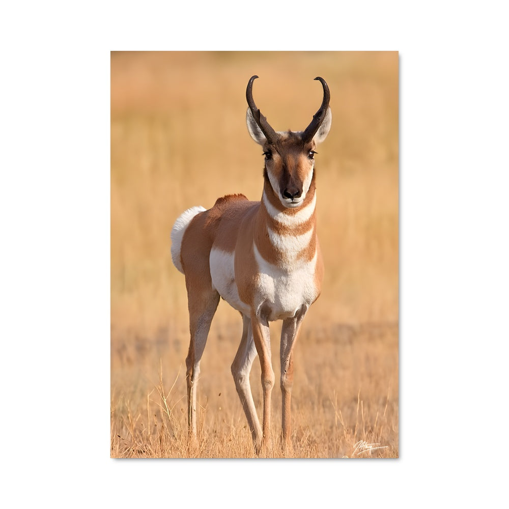 Poster Antelope Dream