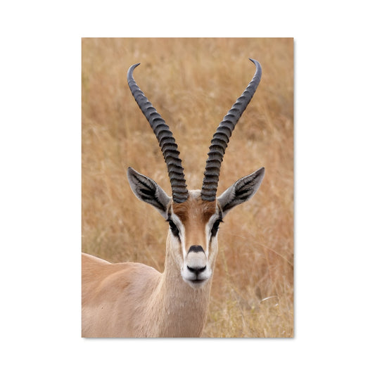 Poster Grâce Sauvage