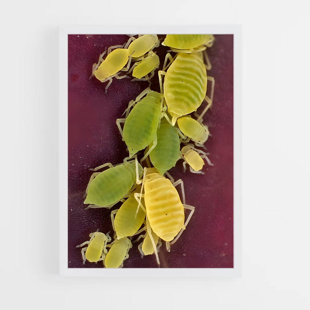ap-aphid-1 cadre Blanc