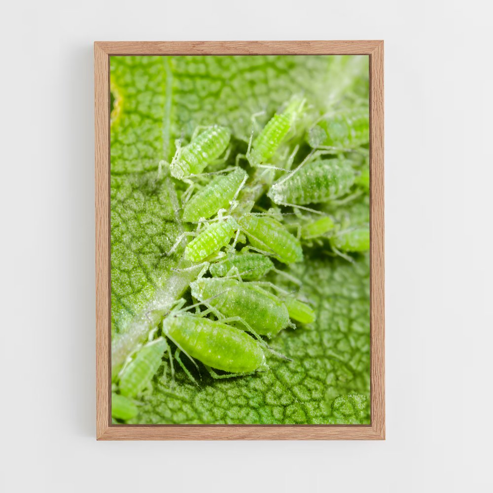 ap-aphid-2 cadre Bois clair