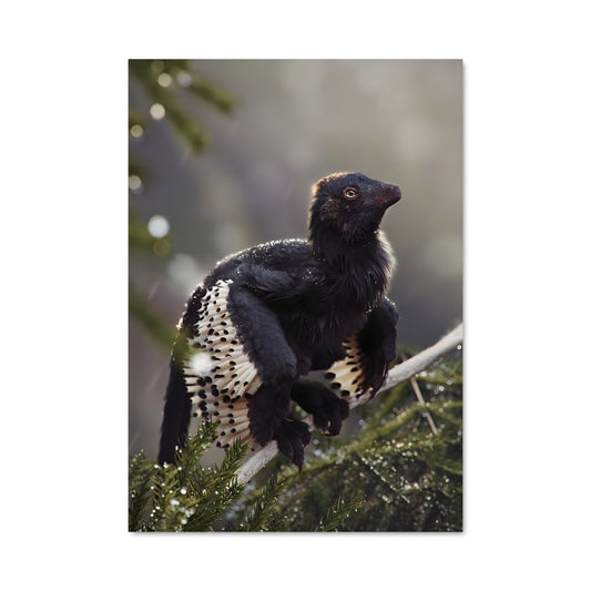 Poster L'Archéoptéryx