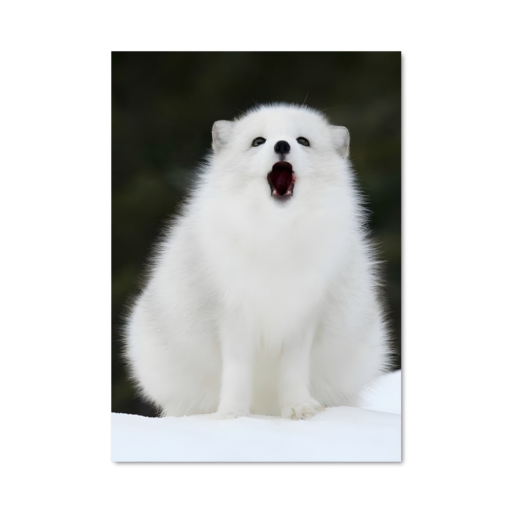 Poster Arctic fox 83064
