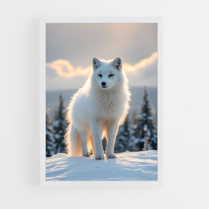 ap-arctic fox-2 cadre Blanc