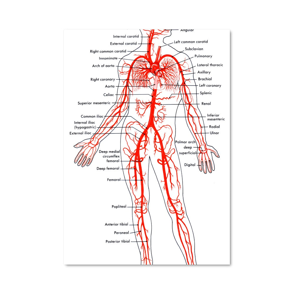 Poster Circulation Vitale
