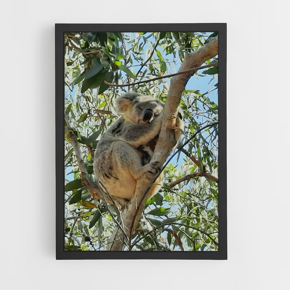 ap-australia-2 cadre Noir