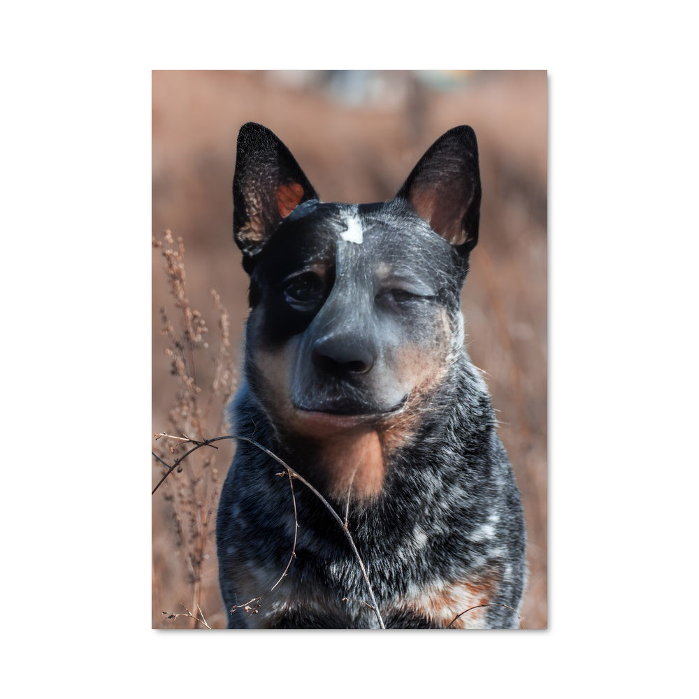 Poster Gardien des Prairies