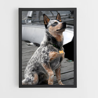 ap-australian cattle dog-1 cadre Noir