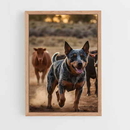 ap-australian cattle dog-4 cadre Bois clair