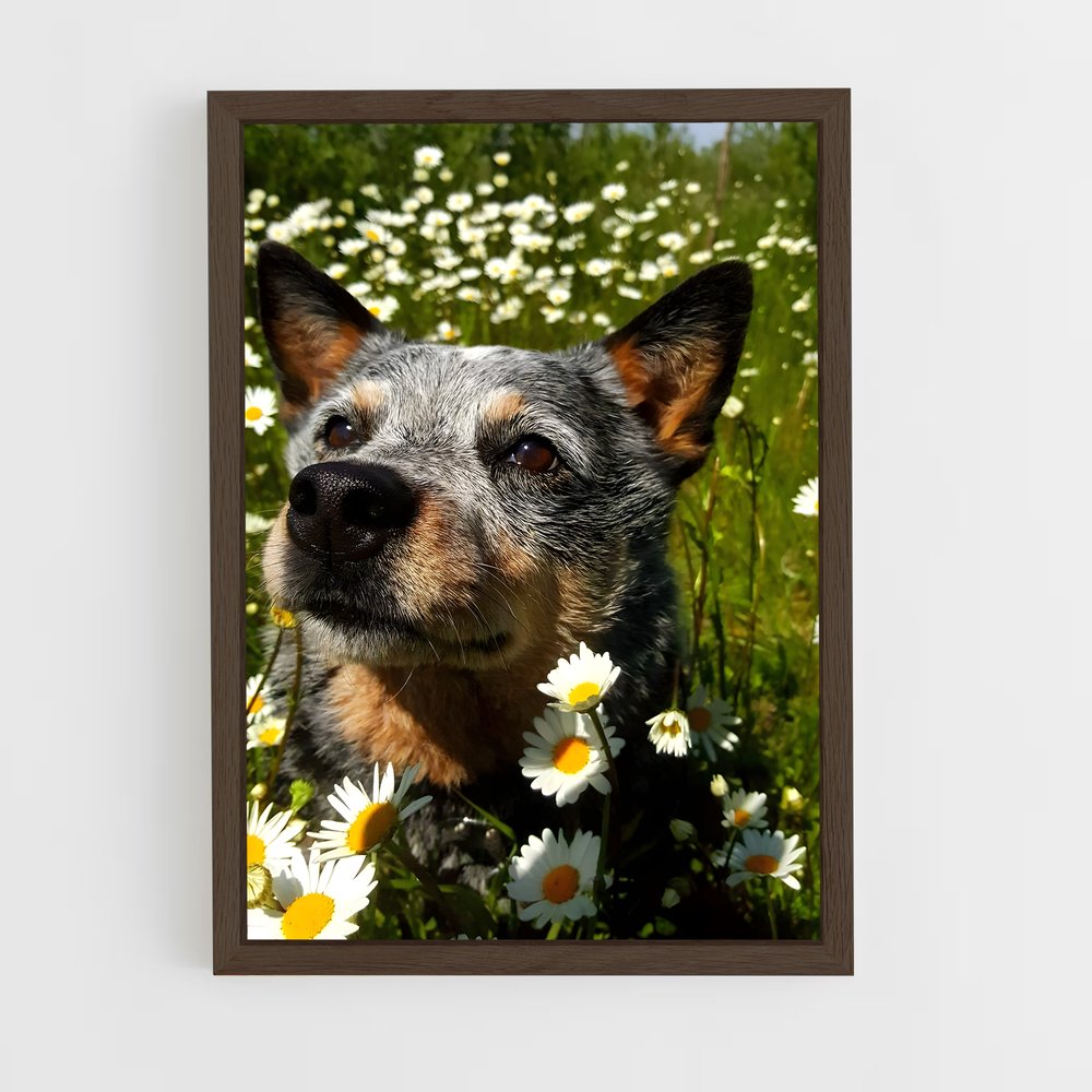 ap-australian cattle dog-5 cadre Bois foncé