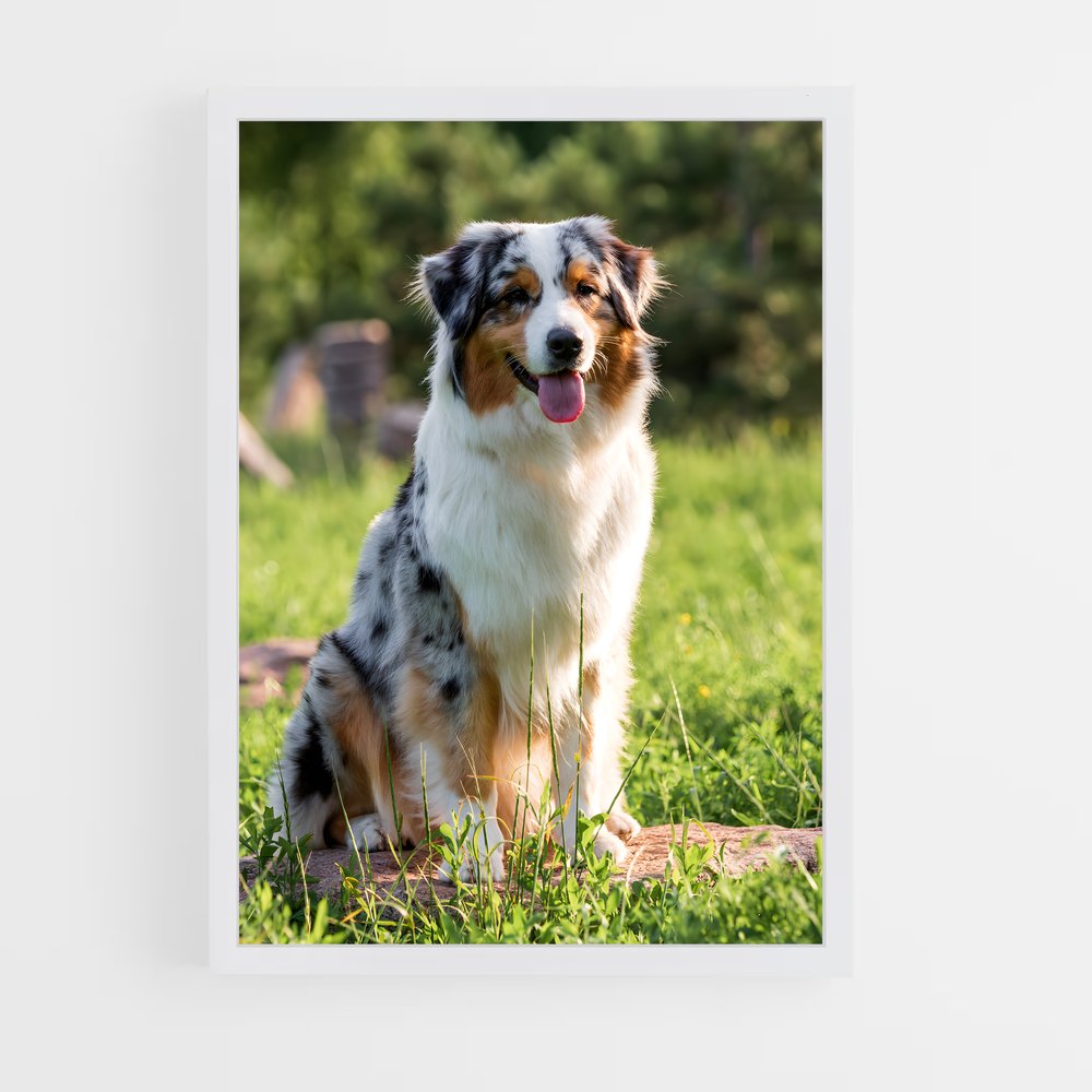ap-australian shepherd-1 cadre Blanc