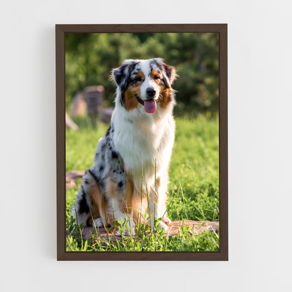 ap-australian shepherd-1 cadre Bois foncé