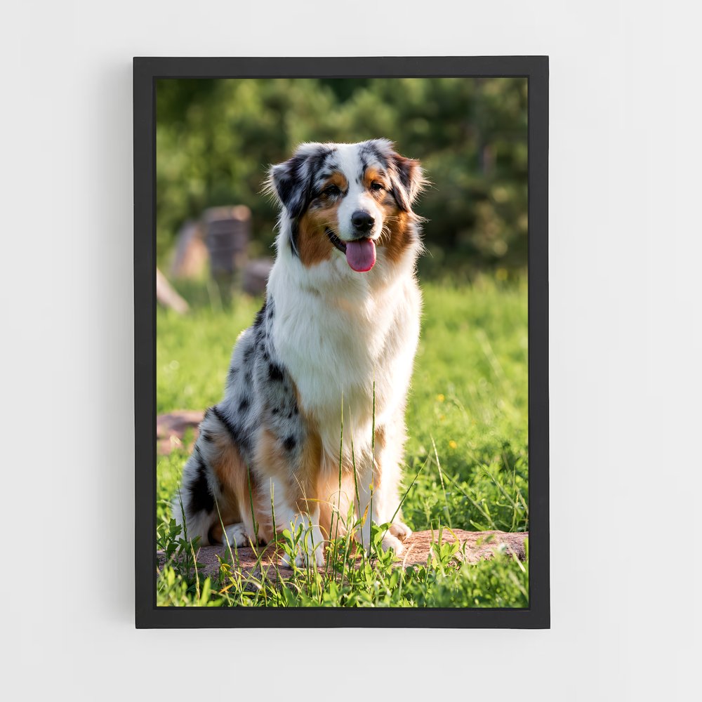 ap-australian shepherd-1 cadre Noir