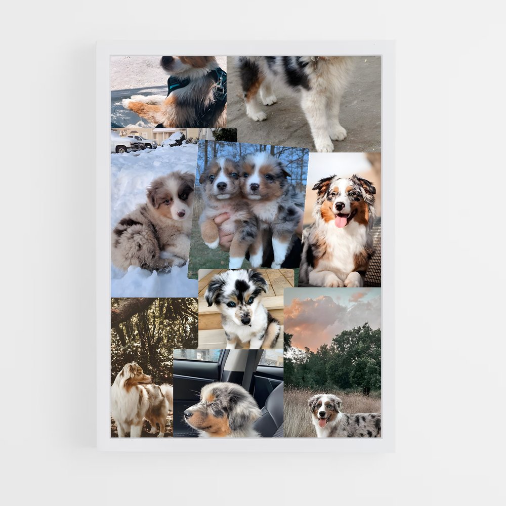 ap-australian shepherd-2 cadre Blanc