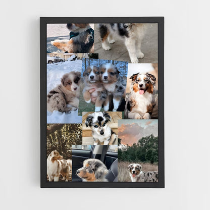 ap-australian shepherd-2 cadre Noir