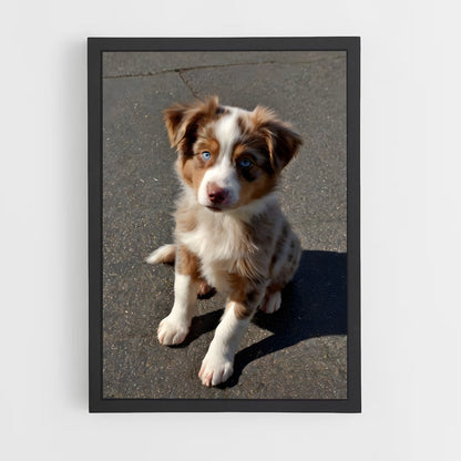 ap-australian shepherd-3 cadre Noir