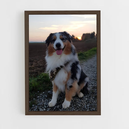 ap-australian shepherd-4 cadre Bois foncé