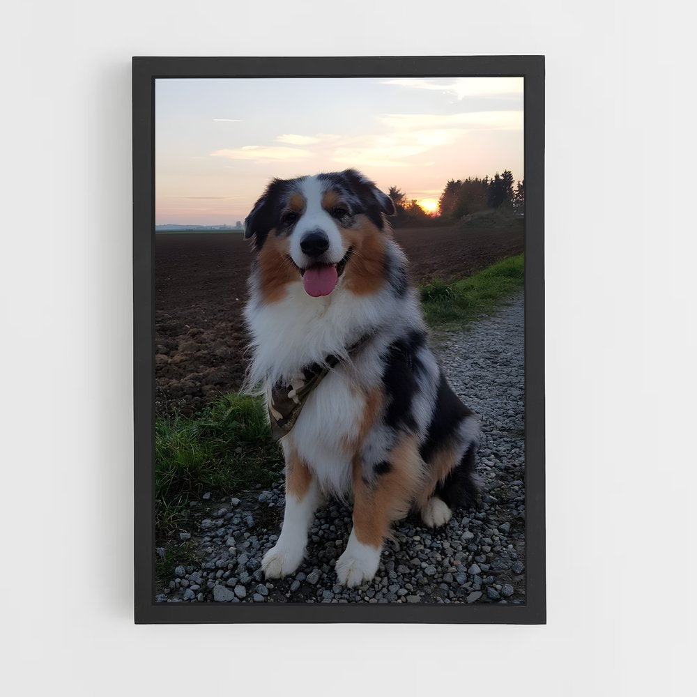ap-australian shepherd-4 cadre Noir