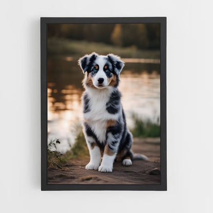 ap-australian shepherd-5 cadre Noir