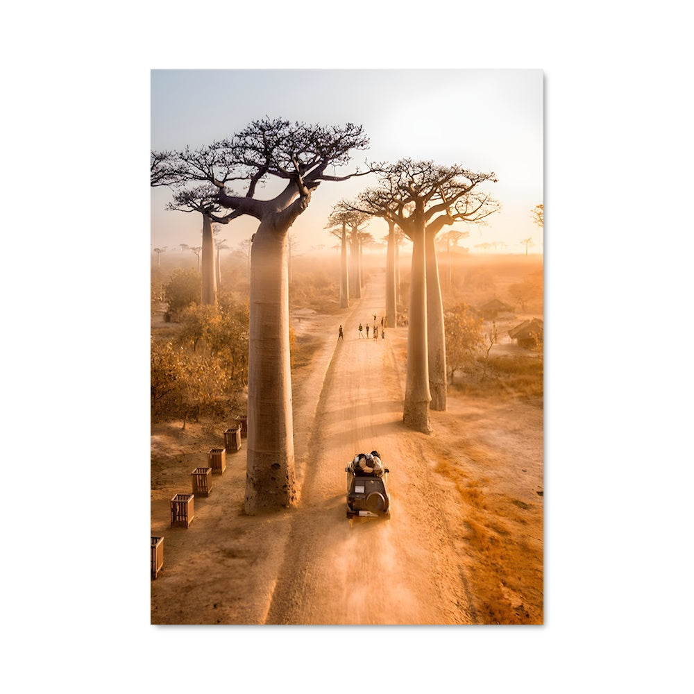 Poster Promenade des Baobabs