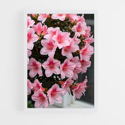ap-azalea-8 cadre Blanc