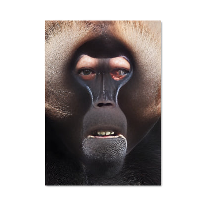 Poster Regard de Babouin