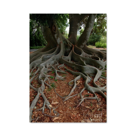 Poster Racines de Banyan