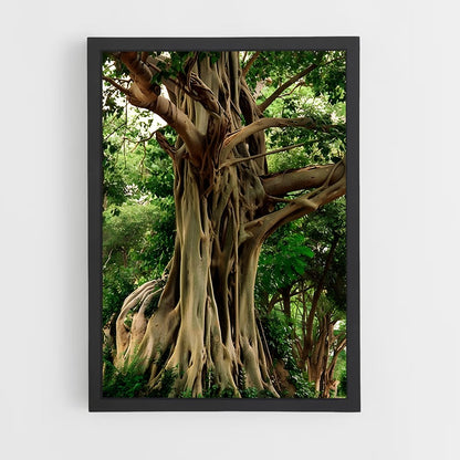 ap-banyan tree-1 cadre Noir