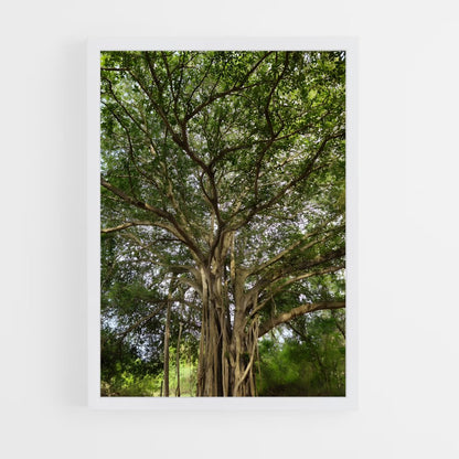 ap-banyan tree-2 cadre Blanc