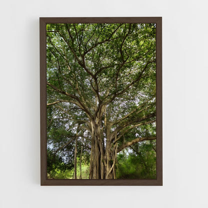 ap-banyan tree-2 cadre Bois foncé