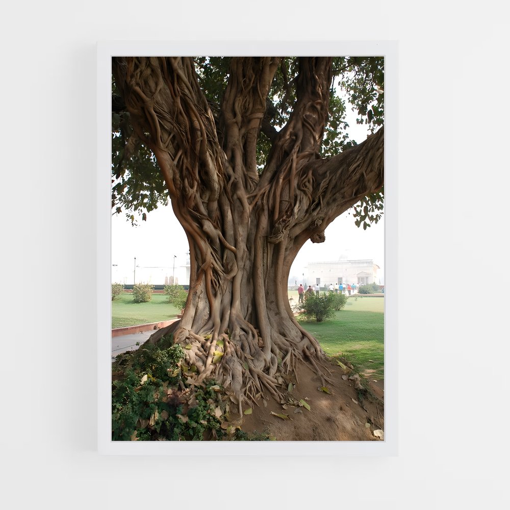 ap-banyan tree-4 cadre Blanc