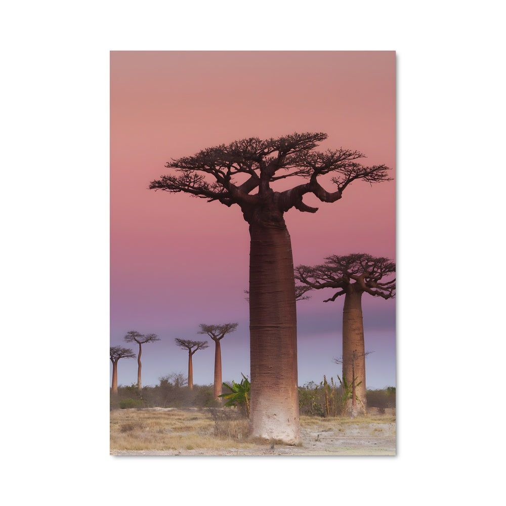 Poster Crépuscule des Baobabs