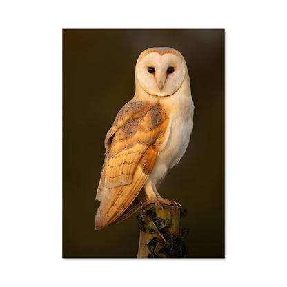 Poster Chouette des granges