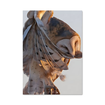 Poster Chouette des Granges