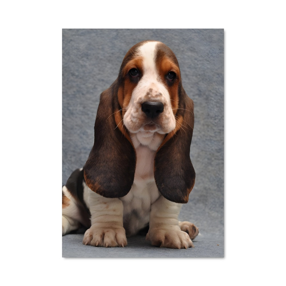 Poster Nez de Basset