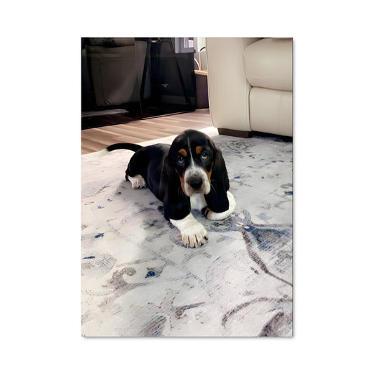 Poster Basset Relax